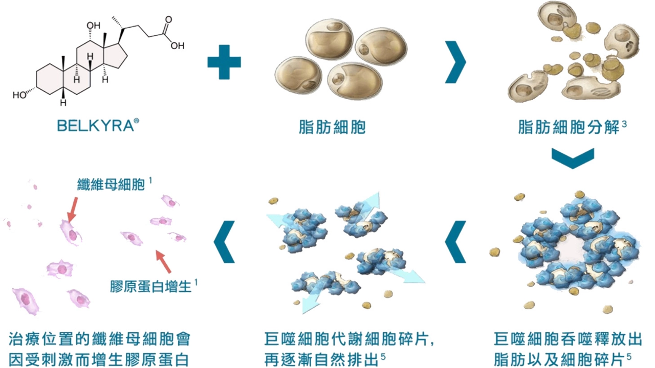 在 Belkyra 溶脂針中，每毫升含有 10mg 的有效成分。「去氧膽酸」的作用是破壞注射部位的脂肪細胞膜，讓這些細胞失去儲存脂肪的能力，並逐漸被人體自然代謝掉。