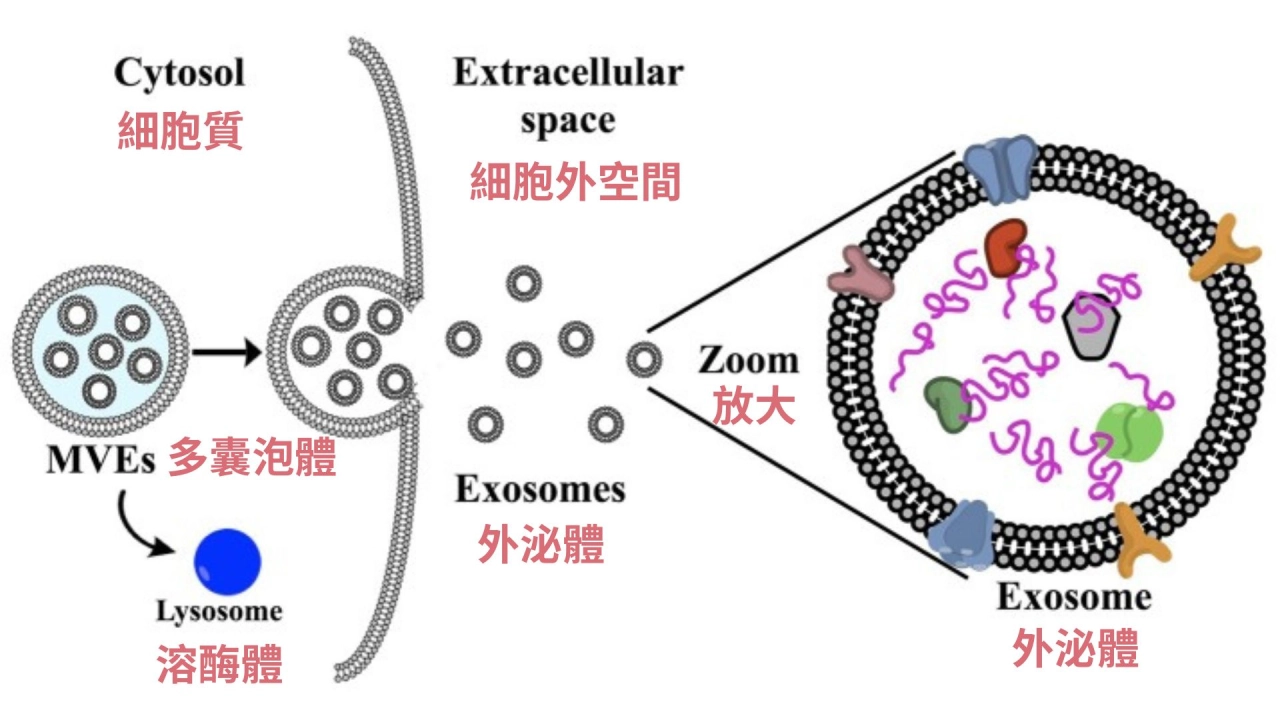 外泌體就是細胞釋放的微小囊泡，它的作用為細胞間的快遞。外泌體含有蛋白質、脂質和 RNA 等分子，可幫助細胞傳遞訊號，調節細胞。  簡單來說，外泌體的存在就是幫助細胞彼此之間的溝通，可以有效協助修復組織與減少炎症的發生，在美容醫學上經常被用來促進皮膚再生、抗衰老等作用。