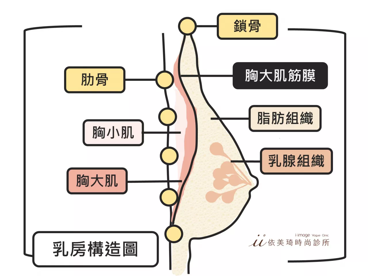 乳房構造示意圖|隆乳手術多少錢？｜隆乳手術危險嗎？｜隆乳手術前注意事項｜隆乳術後照顧｜隆乳手術過程