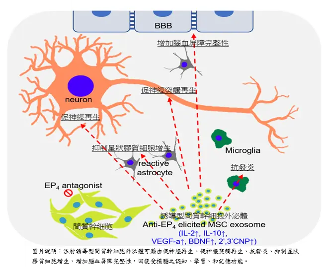 注射誘導型間質幹細胞外泌體可促使神經細胞及突觸再生