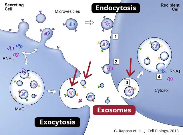 外泌體（Exosomes）是什麼