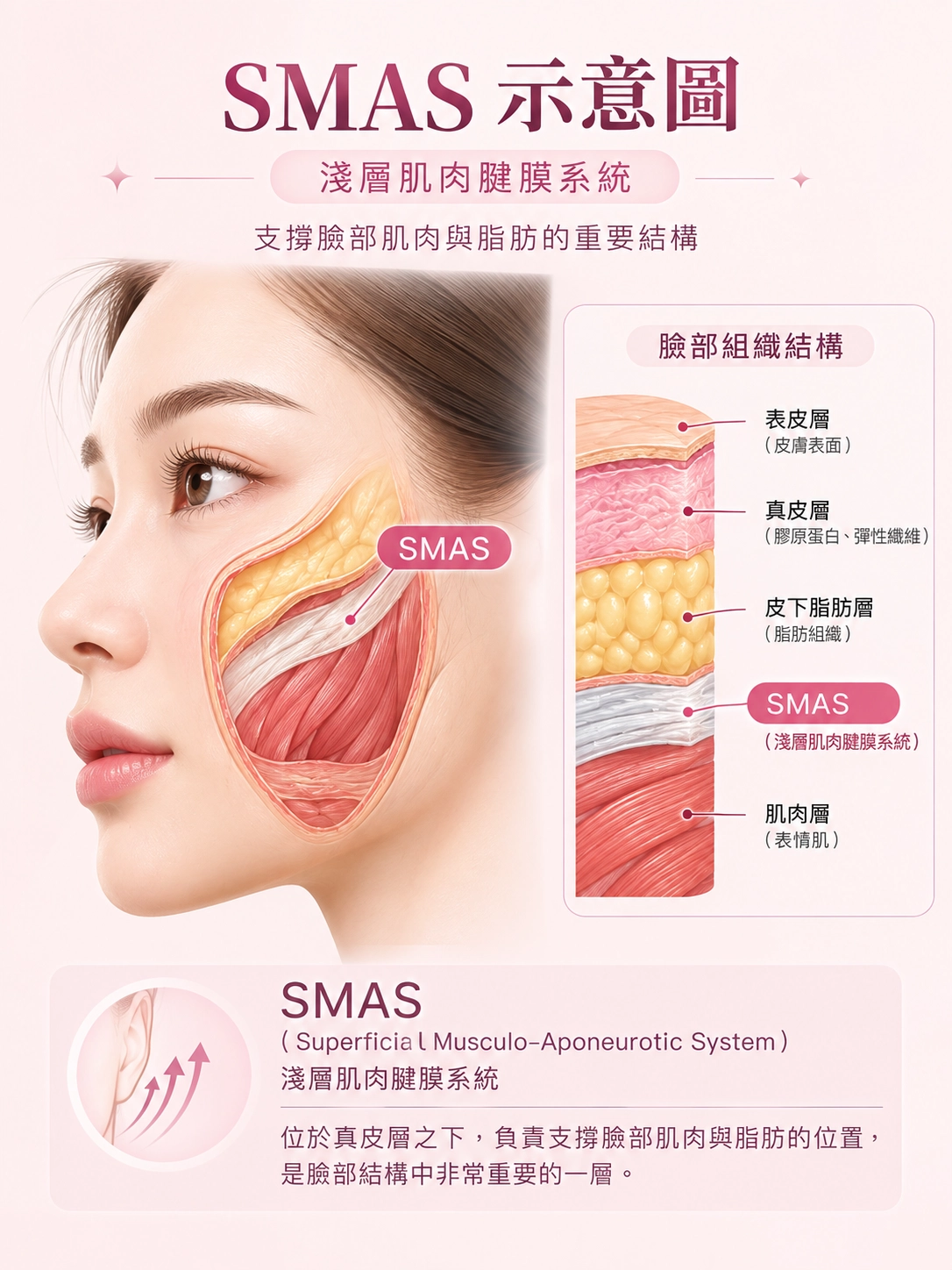 SMAS ( Superficial Musculo-Aponeurotic System,淺層肌肉腱膜系統 ) 本身是解剖學上真實存在的臉部筋膜層,位於真皮層之下,負責支撐臉部肌肉與脂肪的位置。