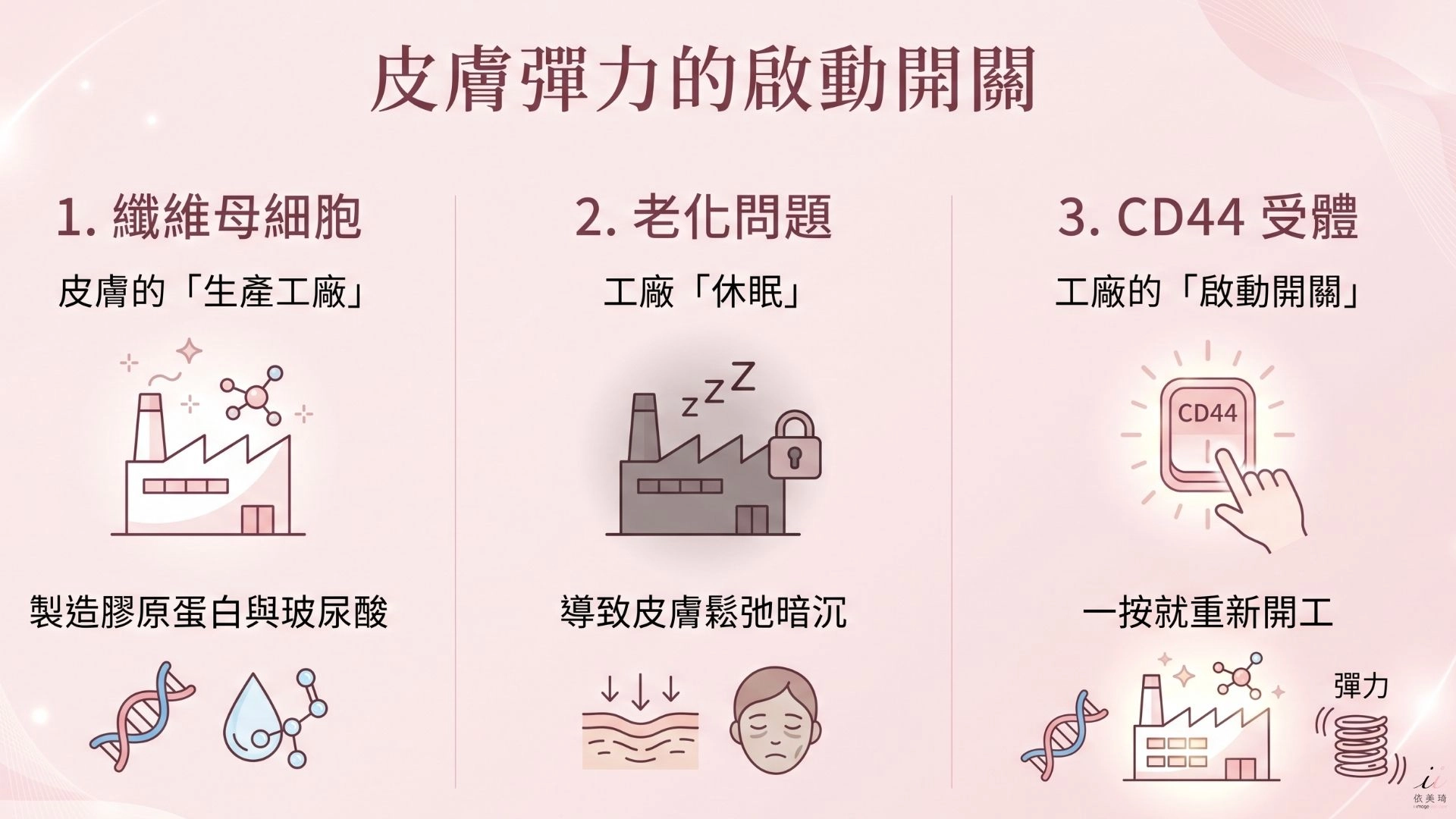 CD44 受體是什麼？為什麼分子量大小決定了你的皮膚能不能「真修復」