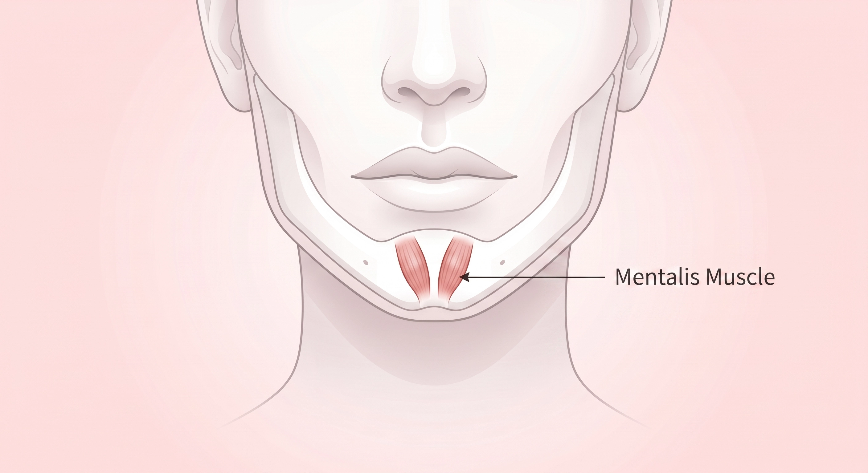 頦肌（mentalis muscle）是位於下巴的兩塊小肌肉